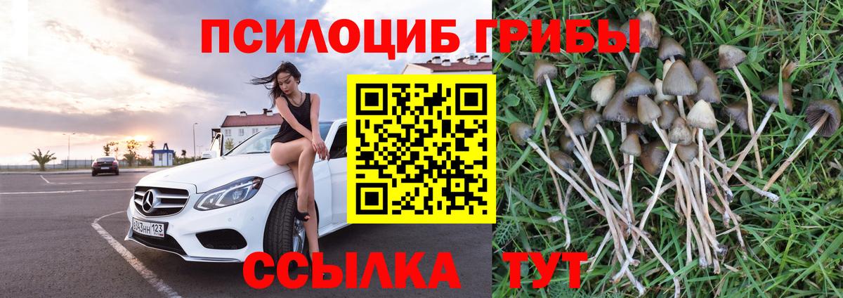 купить   Галлюциногенные грибы Magic Shrooms  Вход с VPN  Губкинский 